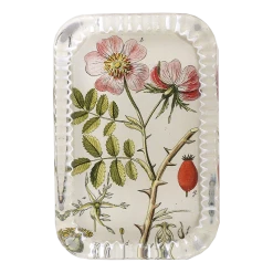 John Derian Rosa Canina