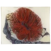 John Derian Decoupage Sea Anemones (Actinia)