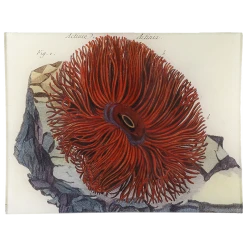 John Derian Decoupage Sea Anemones (Actinia)
