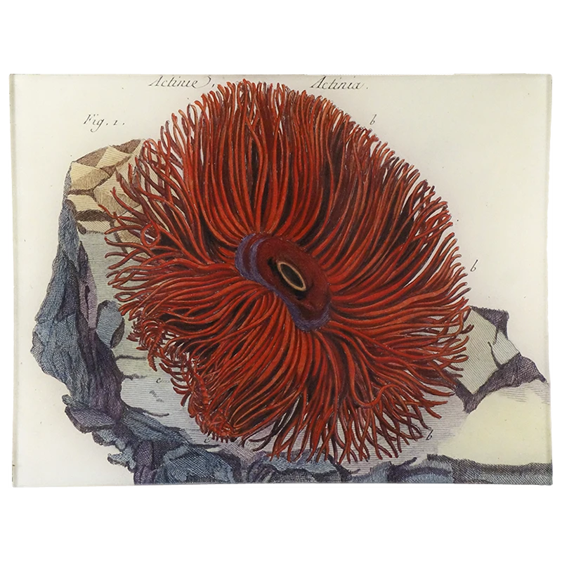 John Derian Decoupage Sea Anemones (Actinia) 3 John Derian Decoupage Sea Anemones (Actinia)