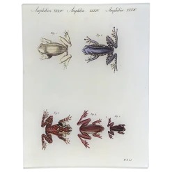 John Derian Decoupage Amphibien XXXIV