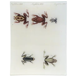 John Derian Decoupage Amphibien XXXI