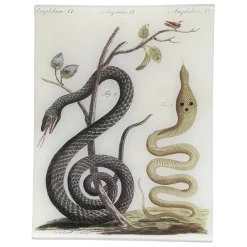 John Derian Amphibies