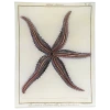John Derian Decoupage Starfish Pl. 118 (Asterias)