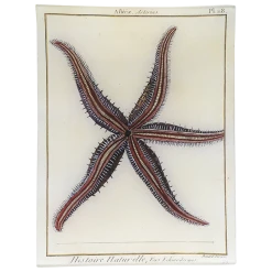 John Derian Decoupage Starfish Pl. 118 (Asterias)