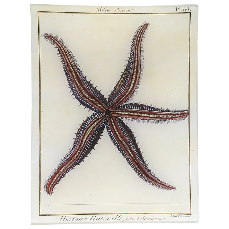 John Derian Decoupage Starfish Pl. 118 (Asterias) 3 John Derian Decoupage Starfish Pl. 118 (Asterias)