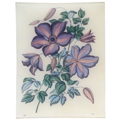 John Derian Clematis 1861