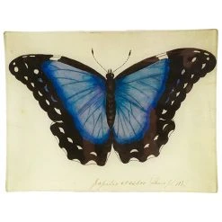 John Derian Blue Papilio Erector