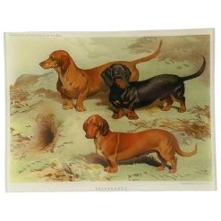 John Derian Dachshunds