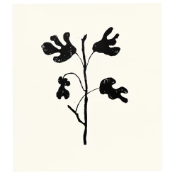 Hugo Guinness Fig Tree