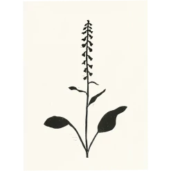 Hugo Guinness Foxglove Art & Objects