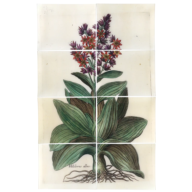 John Derian Helleborus Albus (8 Pieces) Decoupage 3 John Derian Helleborus Albus (8 Pieces) Decoupage