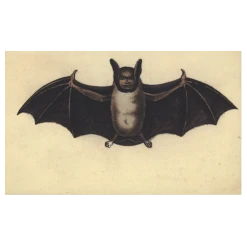 John Derian Company Inc Halloween Human Bat