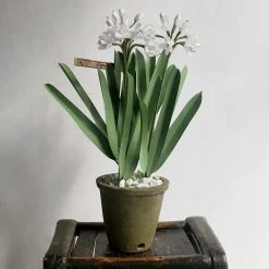 The Green Vase Potted Paperwhites