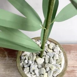 The Green Vase Potted Easter Lily