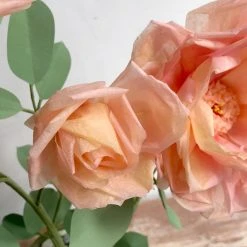 The Green Vase Potted Rose