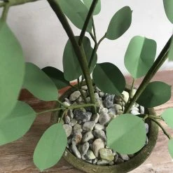 The Green Vase Potted Floribunda Rose