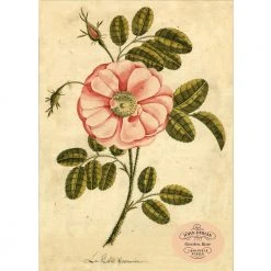 John Derian Company Inc Small Goods Garden Rose 1,000-Piece Puzzle