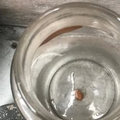 Vintage Glassware 19th Century Apothecary Jar - Nuces Moschatæ