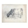 Vintage Evert Rabbers Cow Drawing 22
