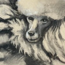 Vintage 19th Century Framed Poodle Portrait Art & Objects