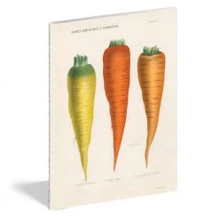 John Derian Company Inc Kitchen Delight Notebook Set Ceramic & Porcelain Fruit 12 John Derian Company Inc Kitchen Delight Notebook Set Ceramic & Porcelain Fruit