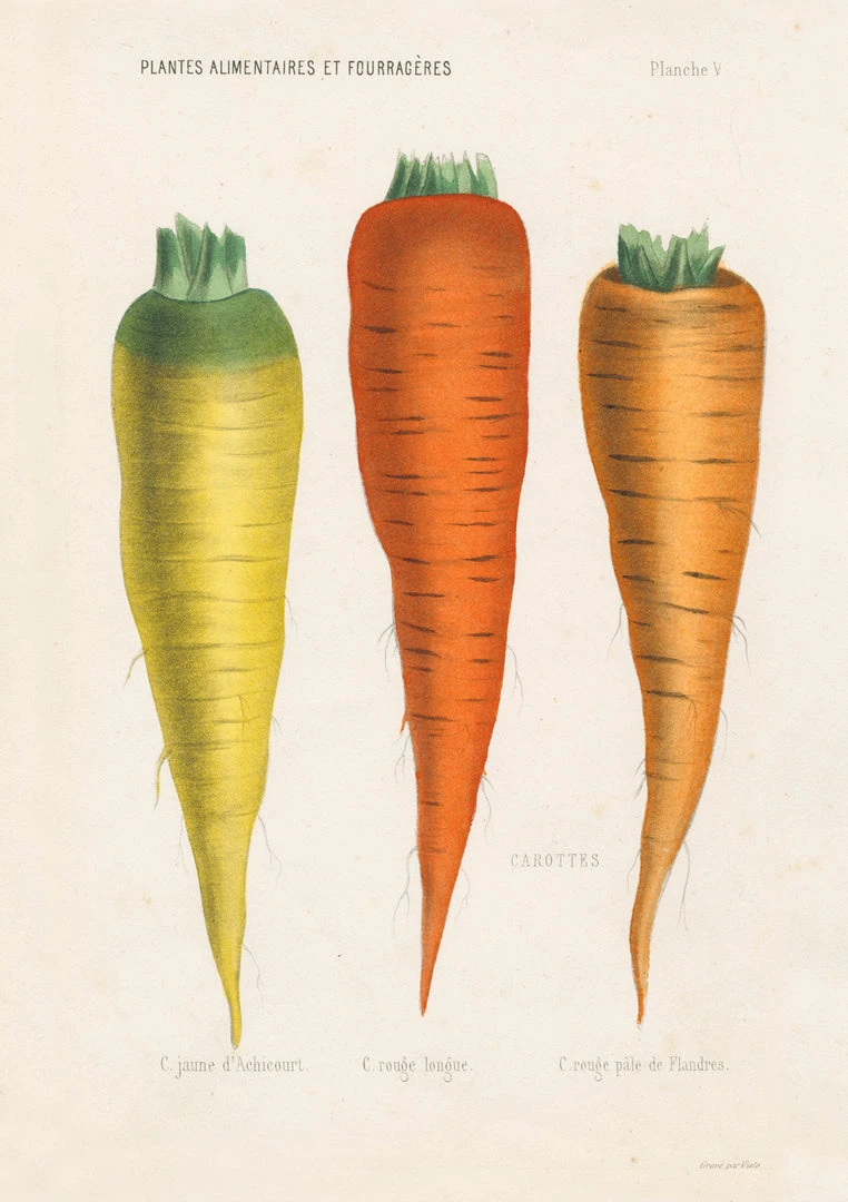 John Derian Company Inc Kitchen Delight Notebook Set Ceramic & Porcelain Fruit 6 John Derian Company Inc Kitchen Delight Notebook Set Ceramic & Porcelain Fruit