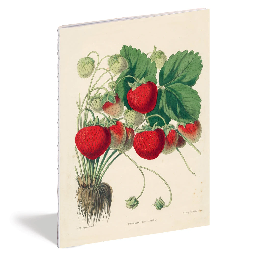 John Derian Company Inc Kitchen Delight Notebook Set Ceramic & Porcelain Fruit 7 John Derian Company Inc Kitchen Delight Notebook Set Ceramic & Porcelain Fruit