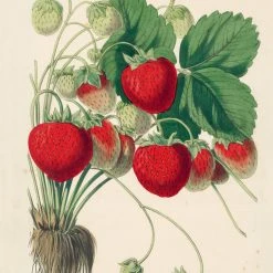 John Derian Company Inc Kitchen Delight Notebook Set Ceramic & Porcelain Fruit 15 John Derian Company Inc Kitchen Delight Notebook Set Ceramic & Porcelain Fruit