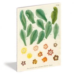 John Derian Company Inc Kitchen Delight Notebook Set Ceramic & Porcelain Fruit 16 John Derian Company Inc Kitchen Delight Notebook Set Ceramic & Porcelain Fruit
