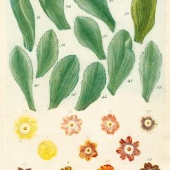 John Derian Company Inc Kitchen Delight Notebook Set Ceramic & Porcelain Fruit 17 John Derian Company Inc Kitchen Delight Notebook Set Ceramic & Porcelain Fruit