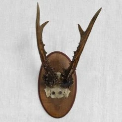 Vintage Vintage & Antiques Antique Black Forest Carved Antlers With Carved Plaque (H46)