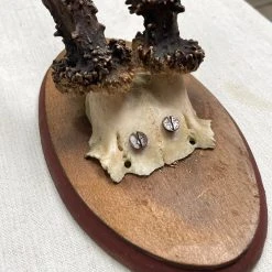 Vintage Vintage & Antiques Antique Black Forest Carved Antlers With Carved Plaque (H46)