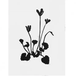 Hugo Guinness Art & Objects Cyclamen