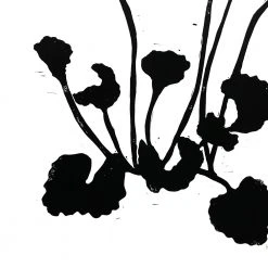 Hugo Guinness Art & Objects Cyclamen