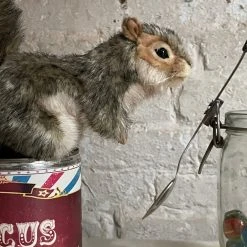 Michel Taillis Création Animated Circus Squirrel Art & Objects