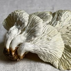 Penkridge Large Porcelain Oyster Mushroom Ceramic & Porcelain Fruit