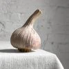 Penkridge Porcelain Pink Garlic Bulb