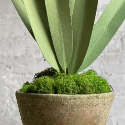 The Green Vase Potted Paper White Plant