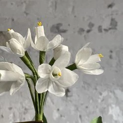 The Green Vase Potted Paper White Plant
