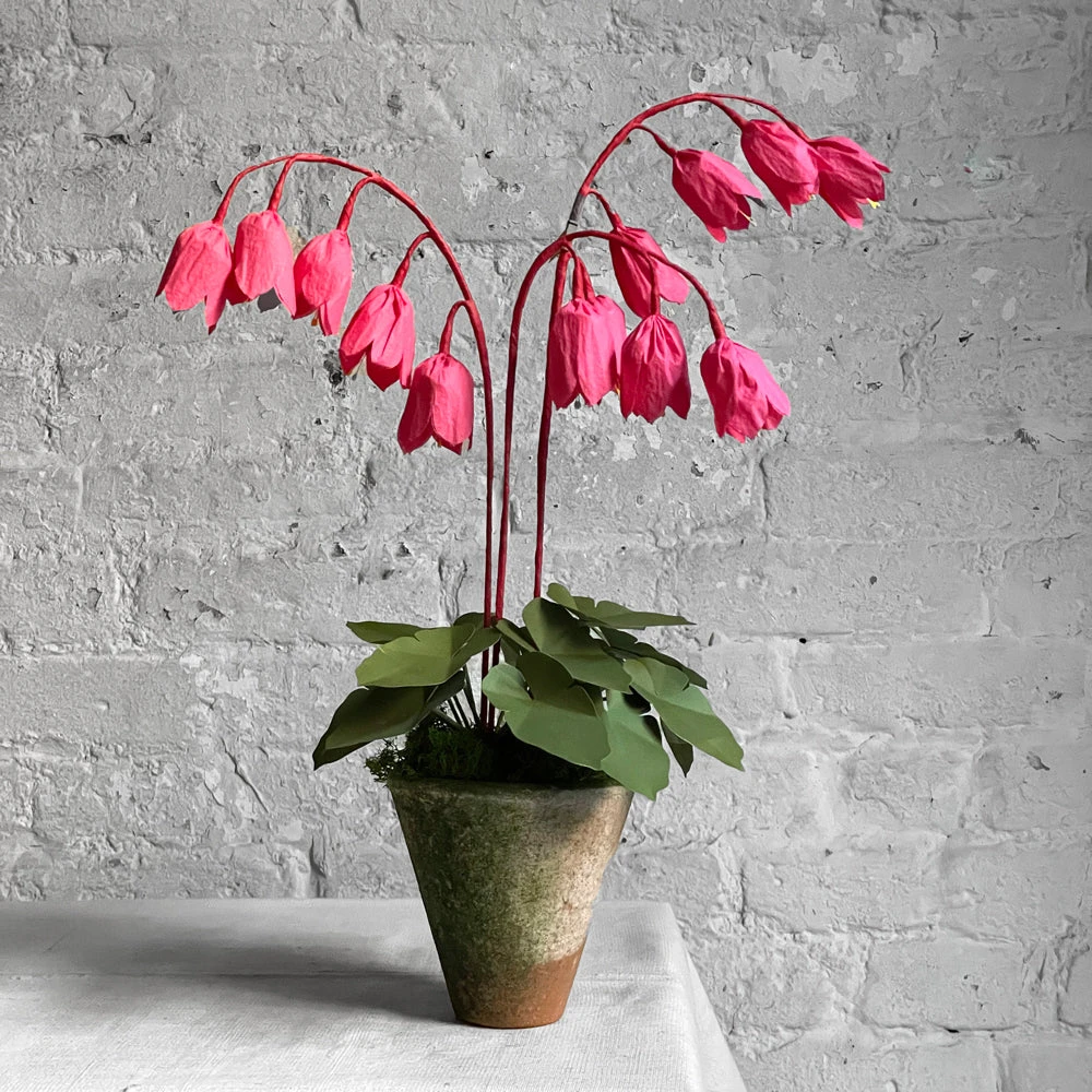 The Green Vase Potted Coral Bells Plant 3 The Green Vase Potted Coral Bells Plant