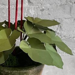 The Green Vase Potted Coral Bells Plant 9 The Green Vase Potted Coral Bells Plant