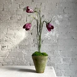 The Green Vase Potted Frittilaria