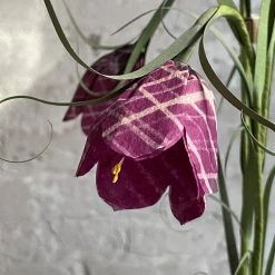 The Green Vase Potted Frittilaria