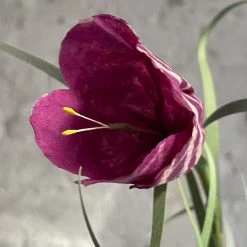 The Green Vase Potted Frittilaria