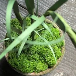 The Green Vase Potted Frittilaria