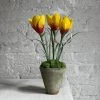 The Green Vase Potted Crocus Plant 1 The Green Vase Potted Crocus Plant