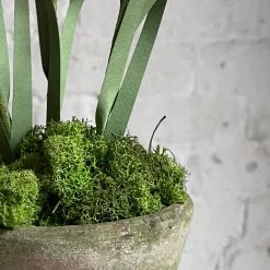 The Green Vase Potted Crocus Plant