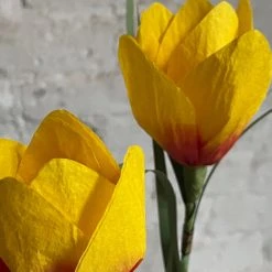 The Green Vase Potted Crocus Plant 8 The Green Vase Potted Crocus Plant