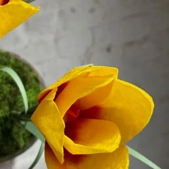 The Green Vase Potted Crocus Plant 9 The Green Vase Potted Crocus Plant